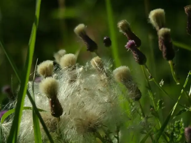 Unseen Expenses of 5G Development: Impact on Soil Health in Smart Cities