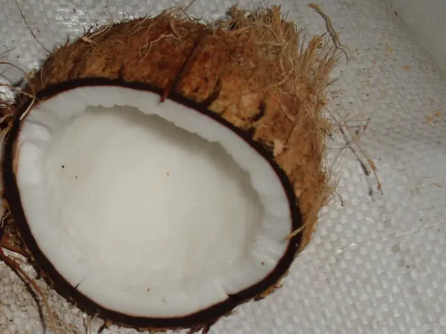 Differences between MCT oil and coconut oil explained