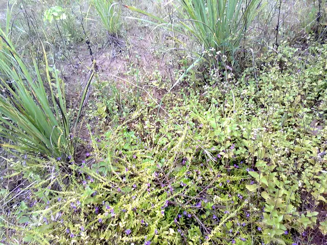 Mystery Orbital Partner Discovered for Neptune