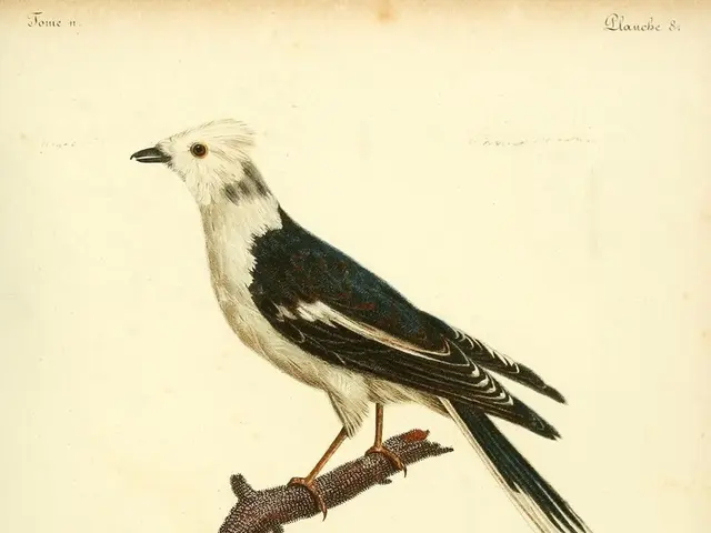 Stray bird revisits veterinarian who mended its broken wing