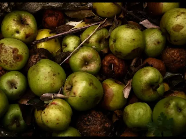 Preserving Harvest Through Dehydration of Produce