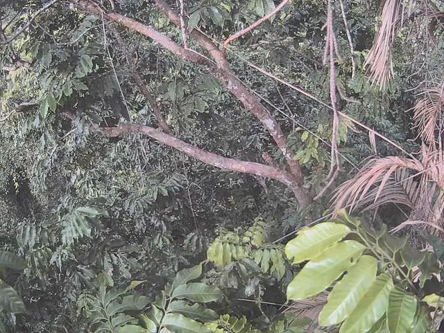 Saw Palmetto Explained: Overview of the Palmetto Berry Plant