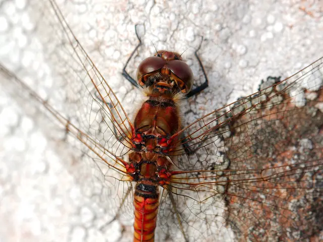 SpaceX's spacecraft carries four astronauts towards celestial heights