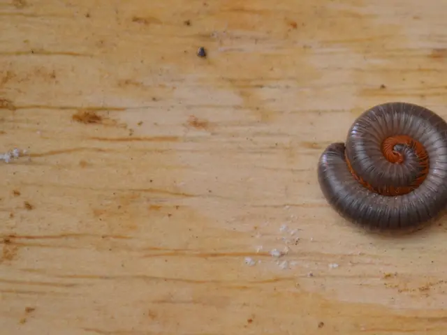 Recognition bestowed upon St. Vincenz Hospital in Dinslaken, hospital secures prestigious award