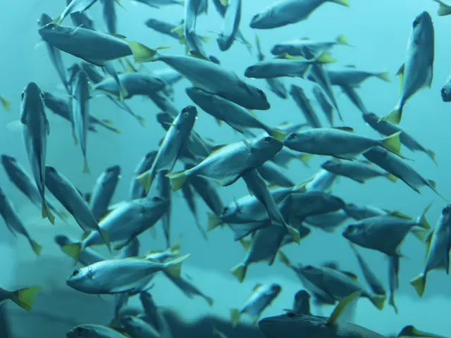 Impact of Drug Contamination on Salmon Migratory Patterns in the Natural Habitat