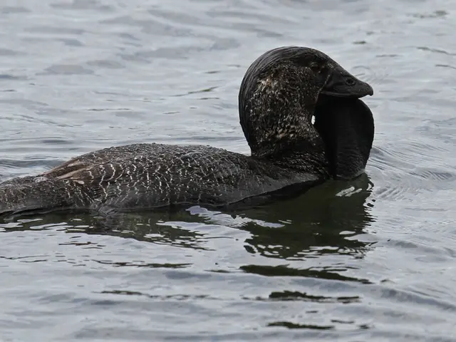 "History repeats itself for the second instance"