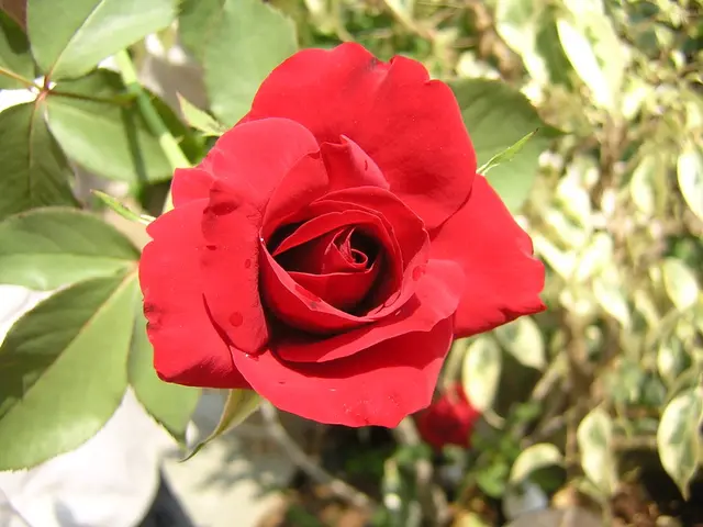 Maintaining Skin Capillary Appearance through Rose Petal Advantages