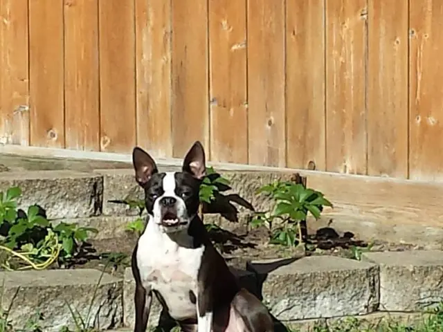 Canine Kidney Stones: Causes and Interventions