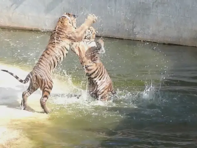 Interpreting Tiger Attack Dreams: Understanding Symbolic Dream Scenarios