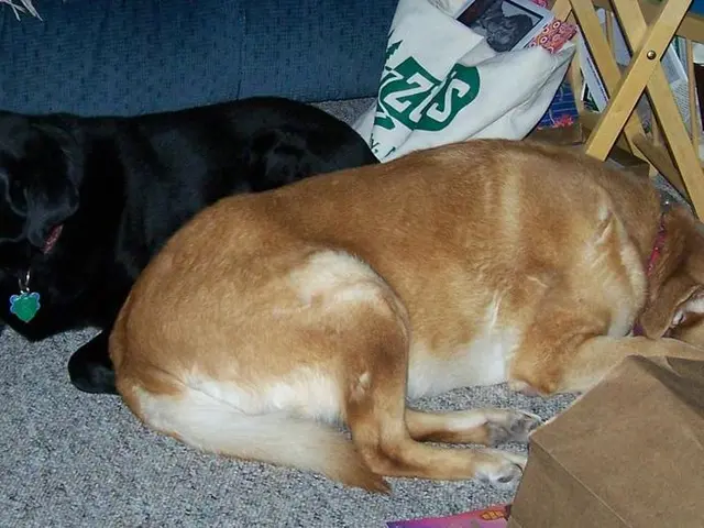 Intense Heat Pose Risks for Pets; Stay Cool with These 14 Useful Items for Your Furry Friends