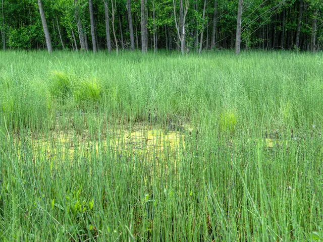 British Columbia's highest court rejects mink farms' claim for compensation following COVID-19...