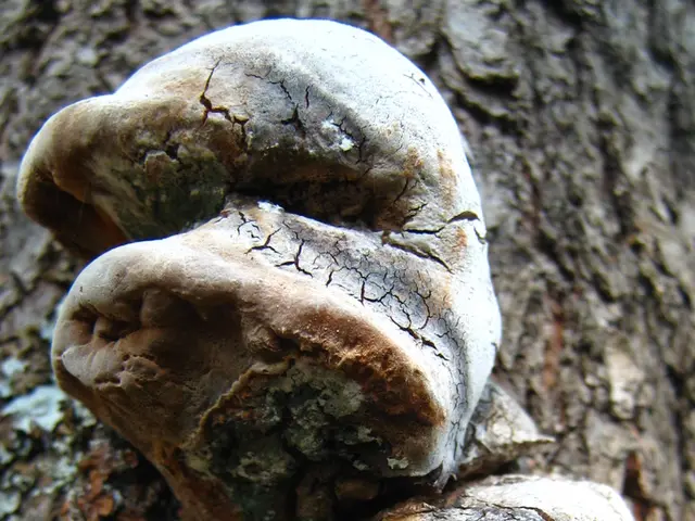 On record, the Boar's Head plant in Virginia linked to a listeria outbreak was found to harbor mold...