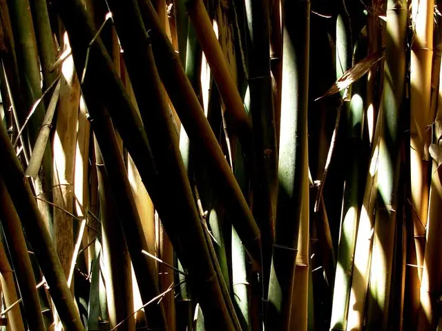 Bamboo Shoot宝 hiding in Northeast India's Bastenga and Kesei regions