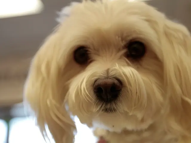 Increased Canine Liver Size: Reasons, Signs, and Remedies