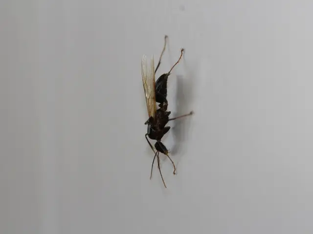 Spread of severest extremism escalating in Lower Saxony