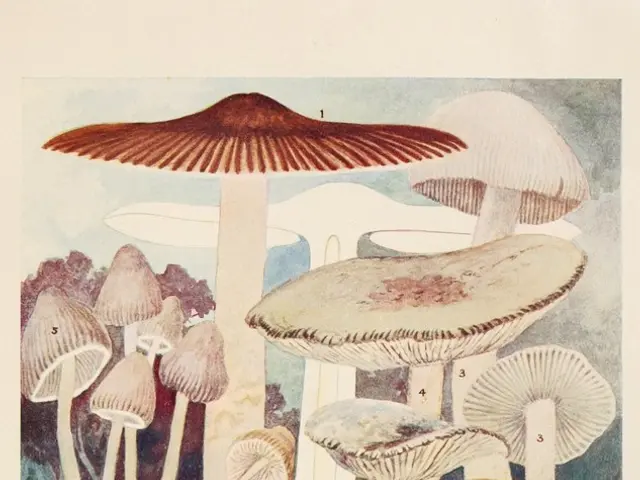 Police confiscate cannabis edibles production site following toddler's intoxication incident