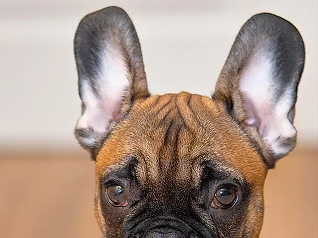 Canine Nasal Discharge: The Causes Explained