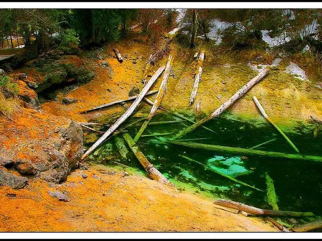 Healthy Brain Aging Supported Through Use of Maritime Pine Bark Extract (MPBE)