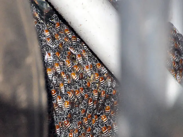 Three hikers from Hong Kong, among them a boy, urgently admitted to the hospital due to a bee...