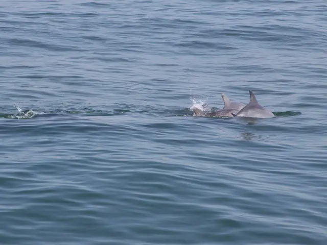 English Analysis (Common ivy)