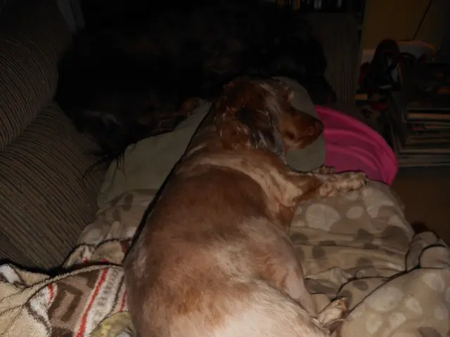 Identify Pet Heat Exhaustion to Prevent Costly Consequences for Them and You