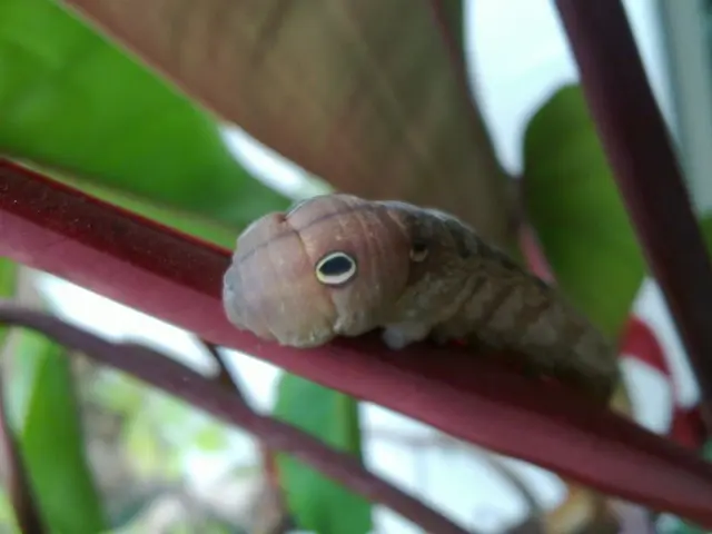 Treatment and Prevention of Caterpillar Rash: Insights and Additional Information