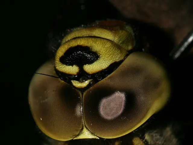 Surprising bloom of fireflies found in unexpected locations