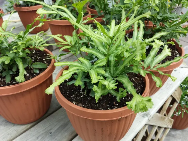 Cooking with Clay Pots: Exploring the Health Advantages