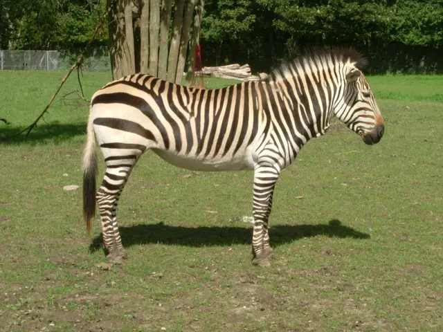 Scientists' Unforeseen Justification for Turning a Cow into a Striped Zebra-like Creature