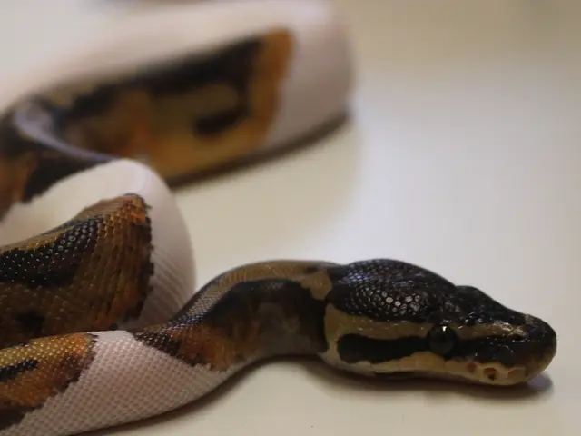 Man from Odisha arrives at hospital clutching live cobra snake