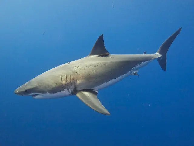 Uncommon snapshot of a great white shark taken near Maine's shoreline