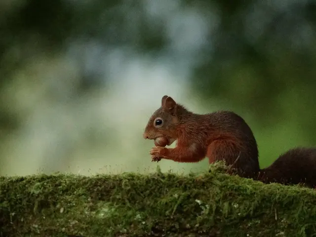 Squirrel Wisdom: Insights from Britain's Beloved Forest Creature, Budget-Friendly Valentine's...