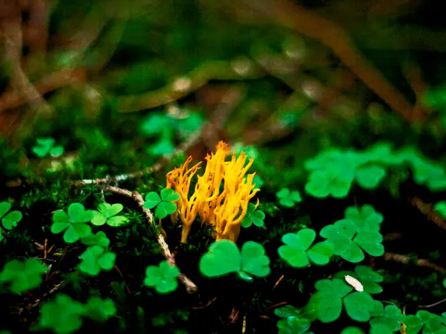 Transforming Seedlings: A Guide on Moving to Soil, Step by Step Approach