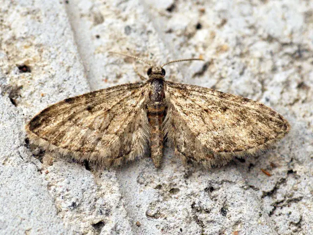 Interpretation of nighttime visions and their insight into one's personality