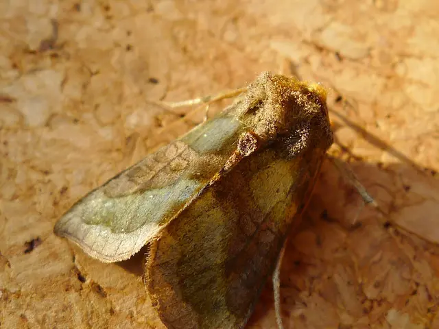 Cirrhosis-Linked Hyponatremia: Symptoms, Causes, and Further Details