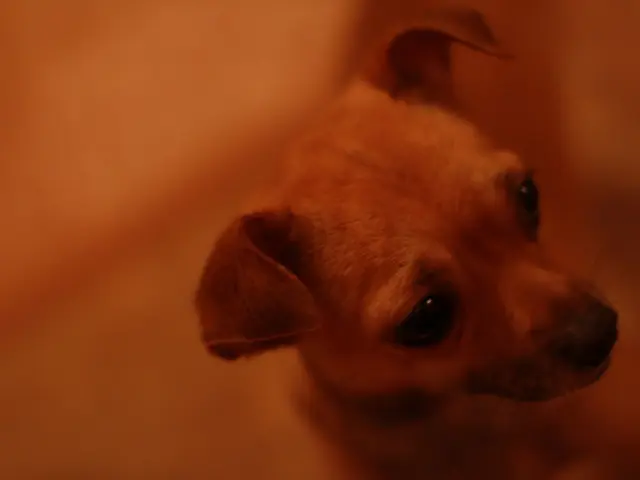 Test results indicate a possible remedy for one type of canine hereditary blindness