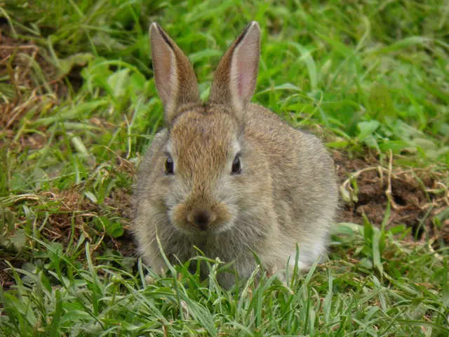 Genetically modified rabbits akin to Mary Shelley's "Frankenstein" surfaced in the U.S.