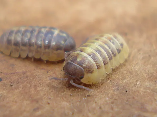 Ground Thaw Unveils Active Beneath-the-Soil Inhabitants