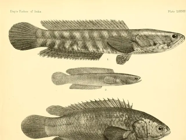 Traditional Healing Agent and Health Advantages of Cod Liver Oil