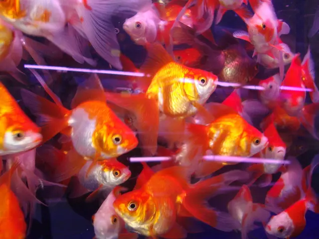 Harmless Aquatic Experience: Blue algae present in safe levels