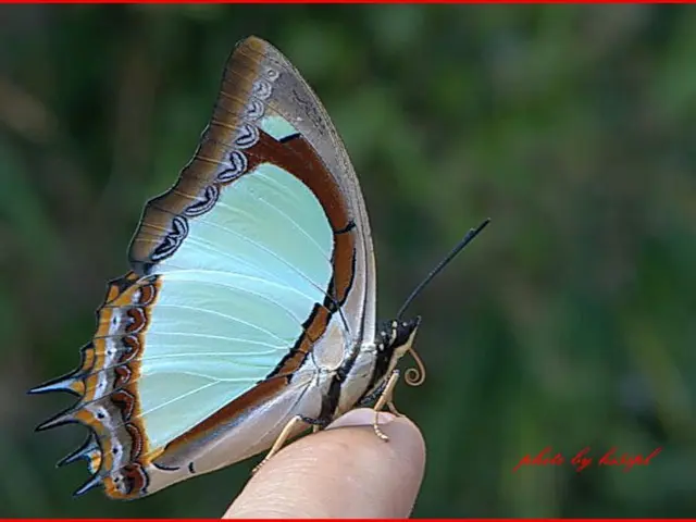 "Audio discussion featuring famous parents' organization Saarland e.V., titled 'Butterfly Whisper,'...