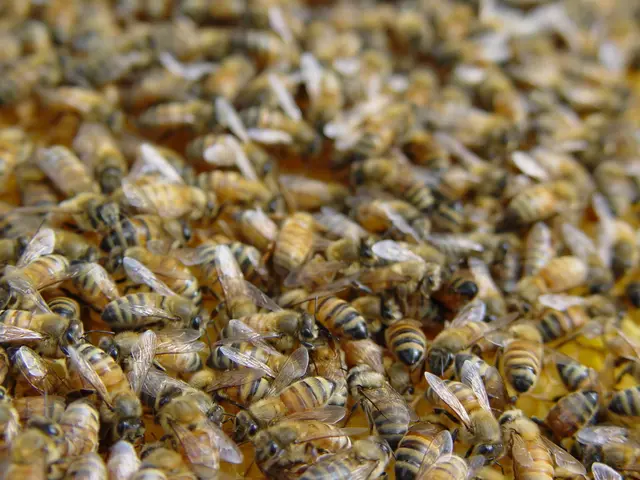 Bee colonies in Zirndorf city have been affected by American foulbrood disease - designated as a...