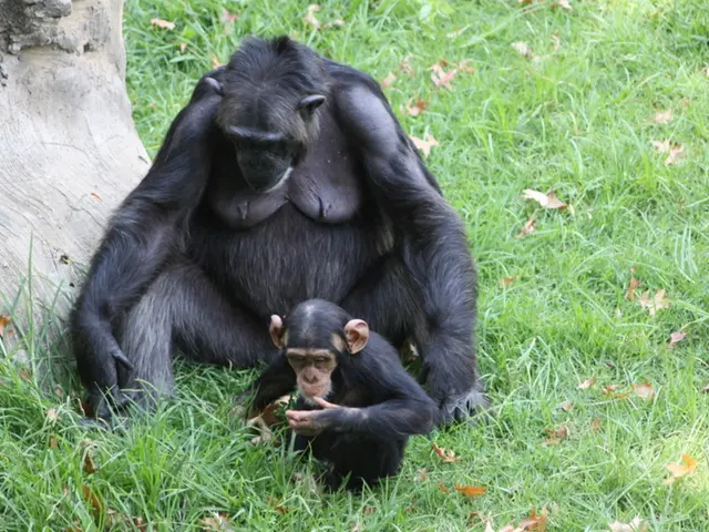 Daily intake of alcohol by chimpanzees through fermented fruit is discovered in research