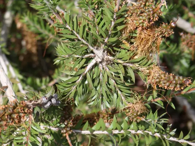 Sure, is it safe for individuals with diabetes to consume mangoes, bananas, grapes, and melons?