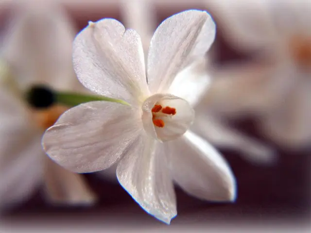 Allergy sufferers alert! Pollenflug Gütersloh provides the latest updates.