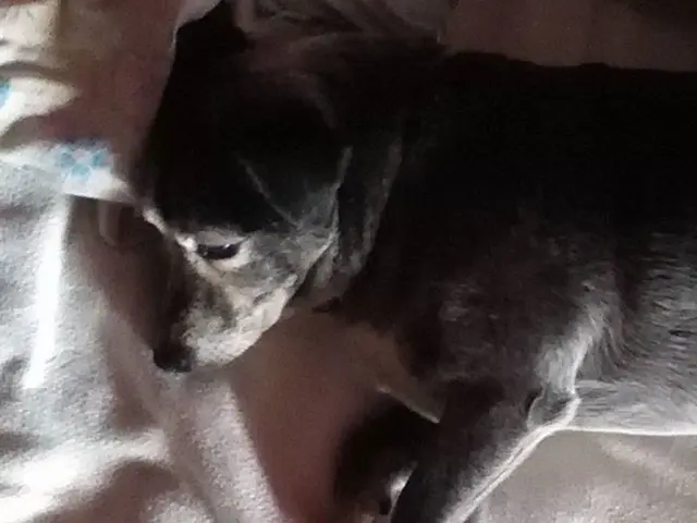 Dog exhibiting sleeping behavior accompanied by barks?