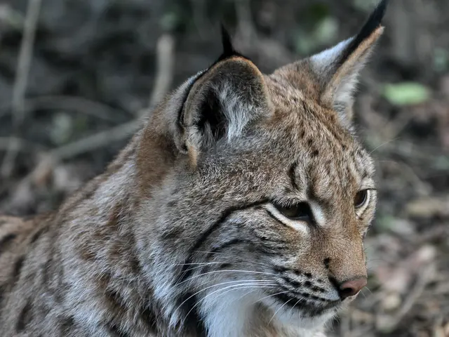 Tabby-adorned Powerhouse of the Month, Oliver, Reigns Supreme with his Four-Legged Allure