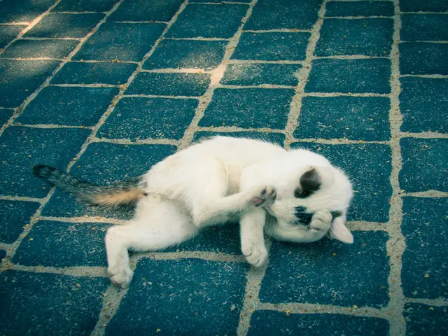 Feline Urinary Incontinence: A Common Problem in Cats Explored