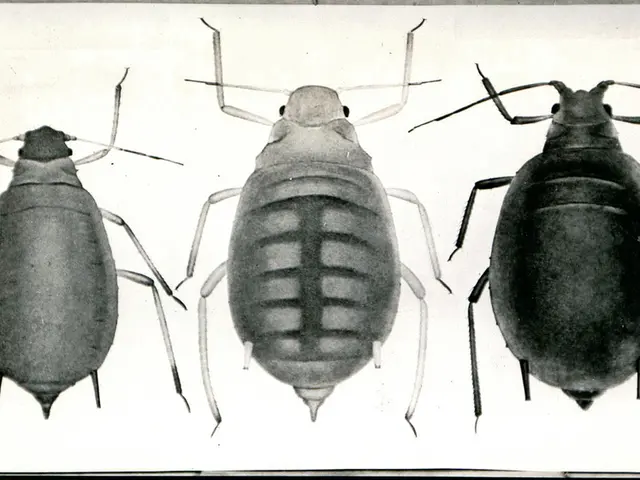 Kitchen Infestation of Roaches Across Life Stages Reported in Lancaster County Restaurant...