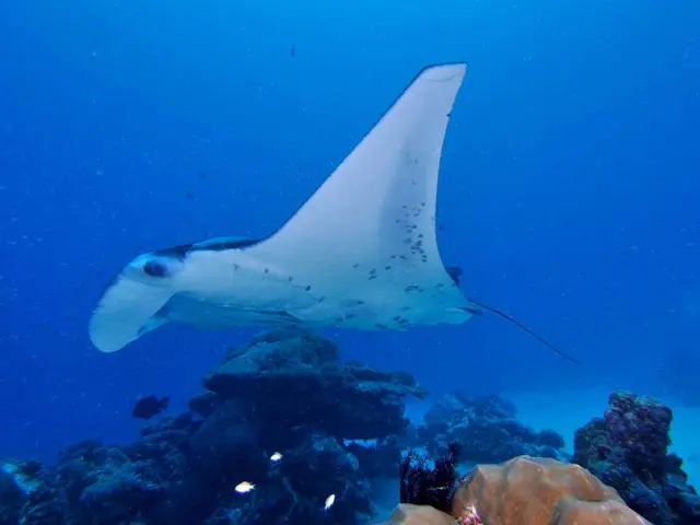 Algae-based fish substitutes: A potential iodine-rich alternative?